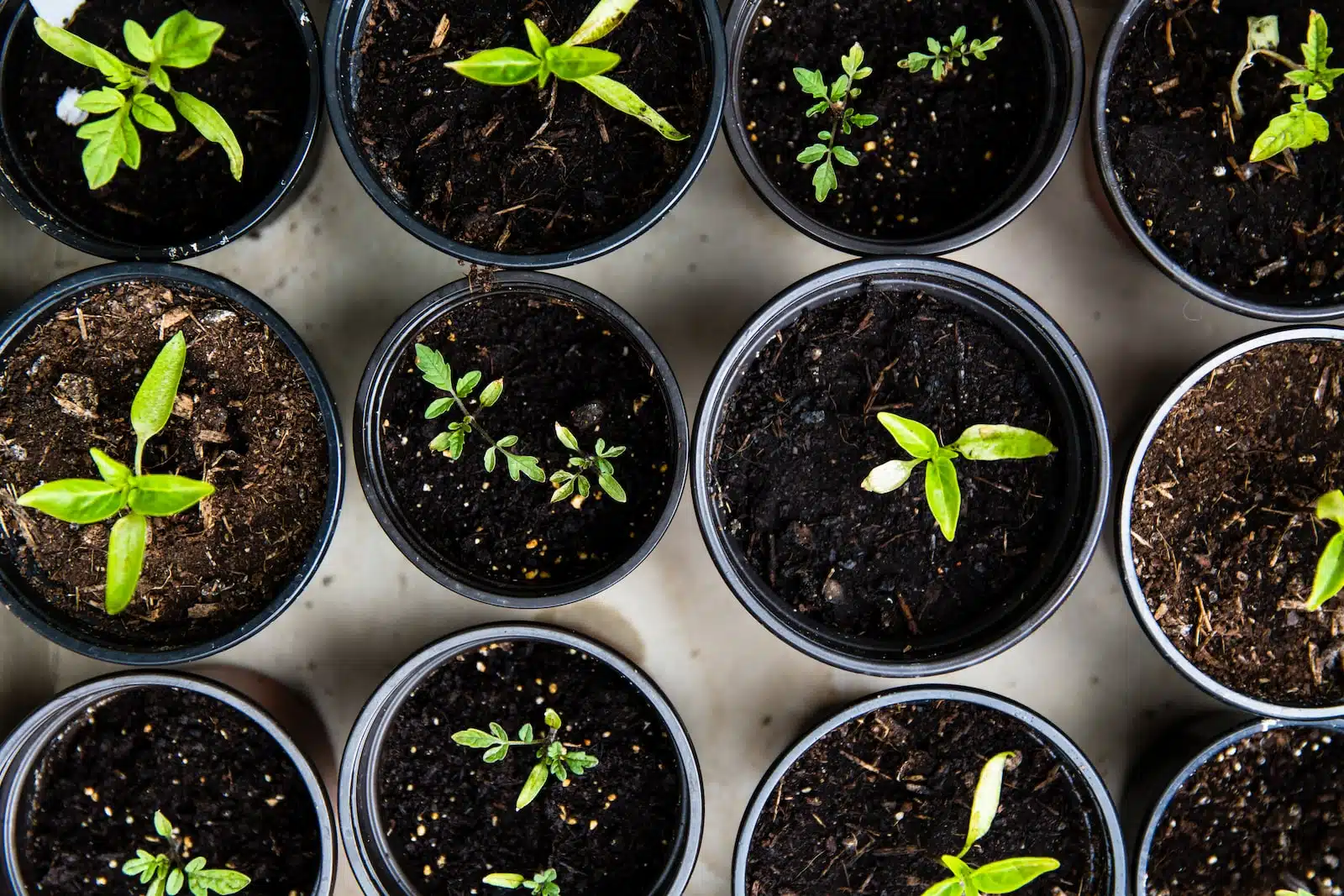 Les meilleures plantes aromatiques pour un carré potager