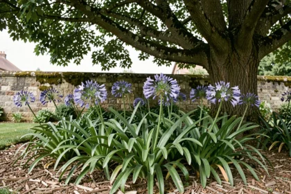 Plantation d'agapanthes à fleurs bleues poussant sous l'ombre légère d'un arbre dans un jardin paysager