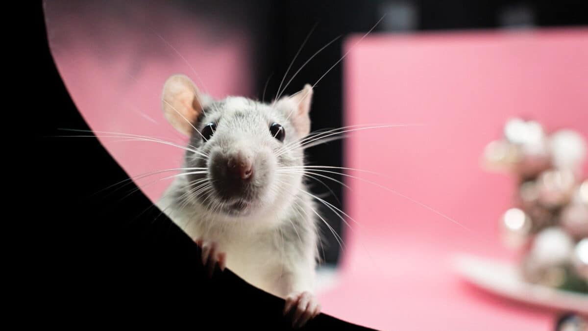Besoin d'une dératisation ? Quels sont les principaux éléments à connaître ?