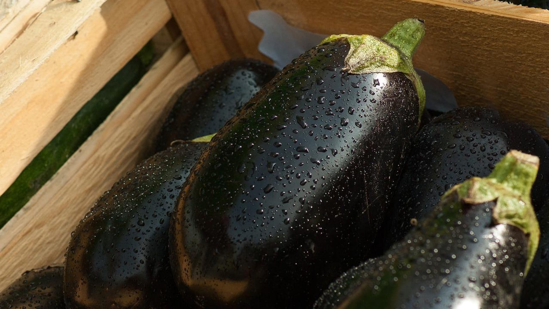 Comment se débarrasser de l'oïdium sur les courgettes ?