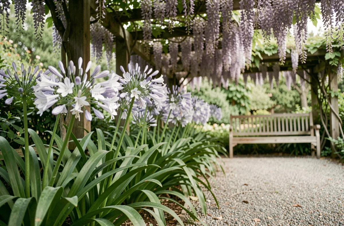 Massif d'agapanthes en fleurs poussant à l'ombre d'une pergola dans un jardin méditerranéen